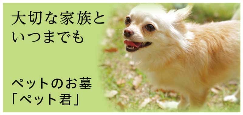 お墓の吉相のペット君